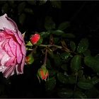 Rose in der Nacht