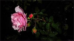 Rose in der Nacht