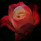 Rose in der Nacht