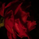 Rose in der Nacht