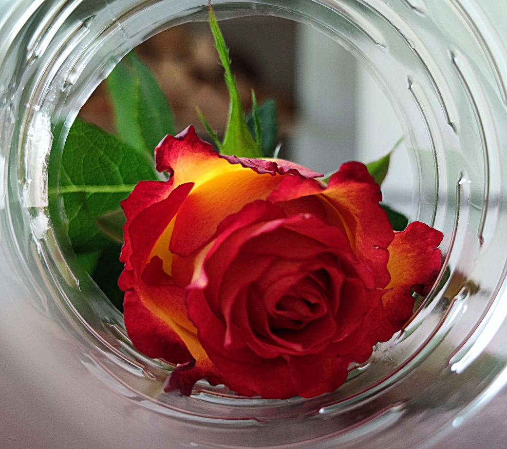 Rose in der Plastikflasche