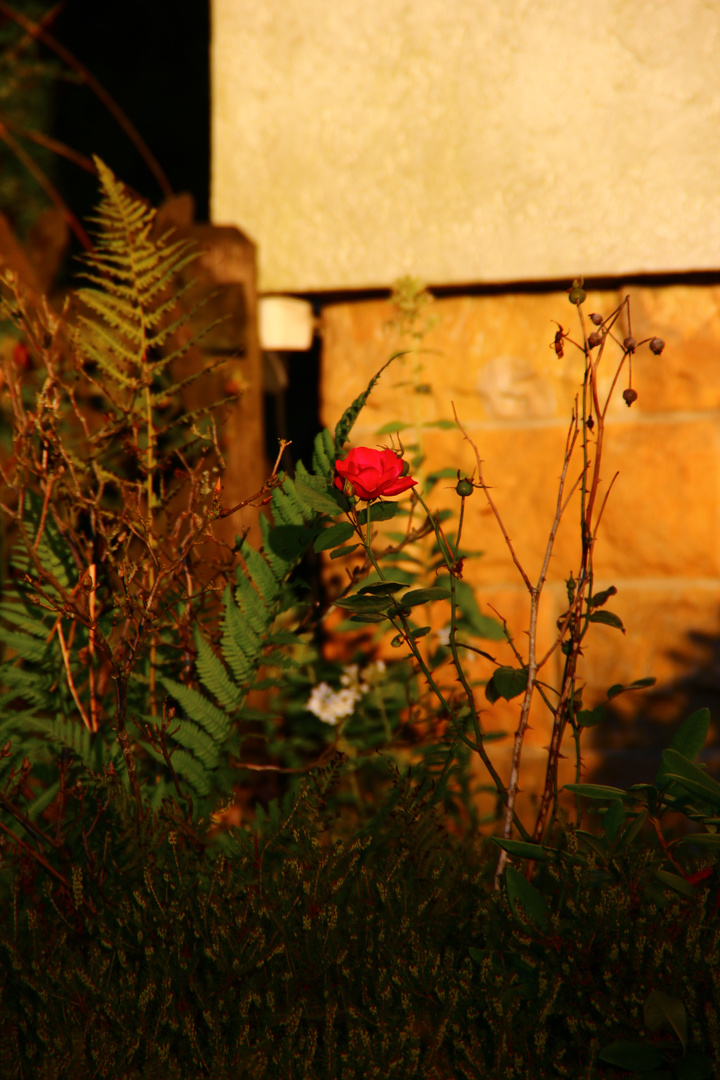 Rose in der Sonne