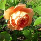 Rose in der Sonne