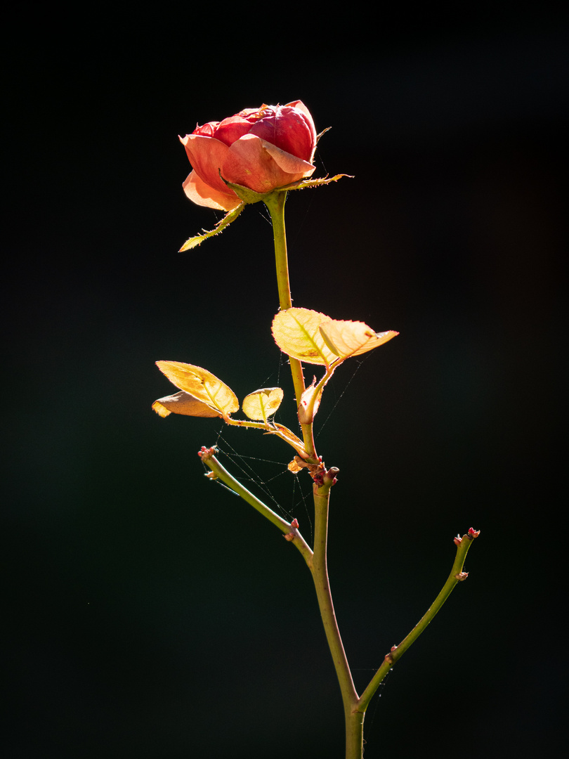 Rose in der Wintersonne