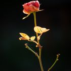 Rose in der Wintersonne