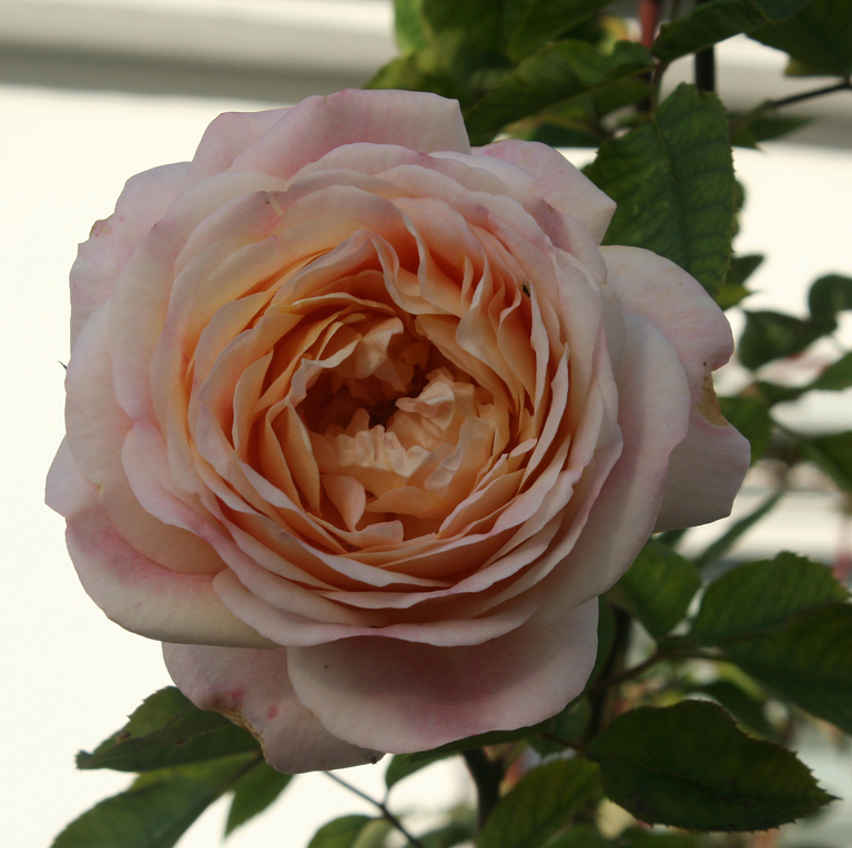 Rose in einem Pferseer Vorgarten
