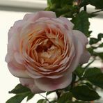 Rose in einem Pferseer Vorgarten