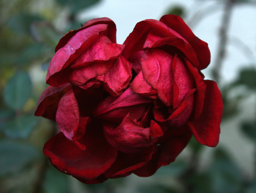 Rose in einem Pferseer Vorgarten (2)