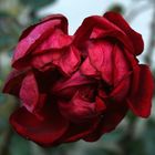 Rose in einem Pferseer Vorgarten (2)