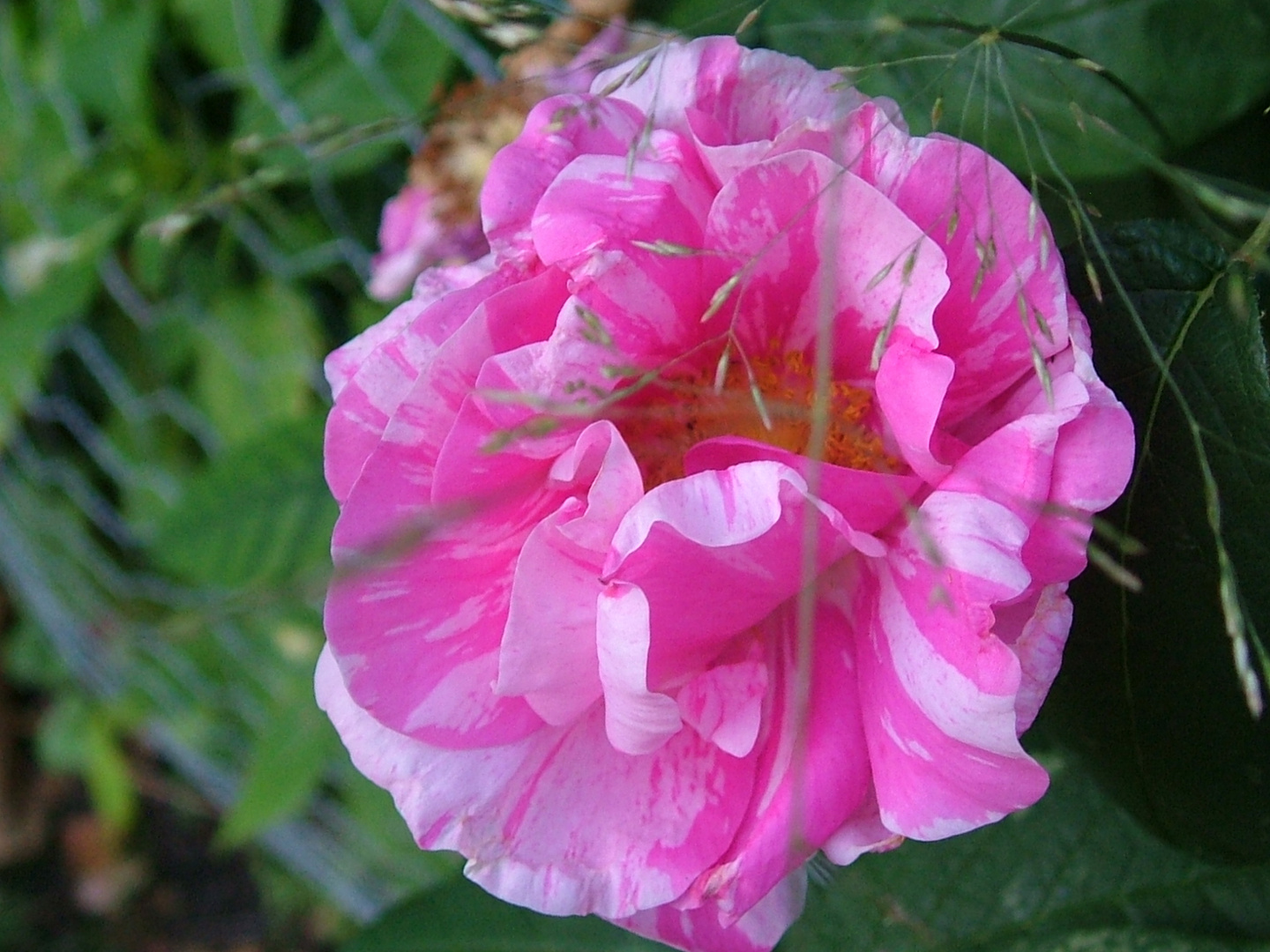 Rose in einem wunderschönen pinkfarbenen Blütenkleid