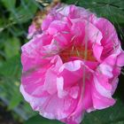 Rose in einem wunderschönen pinkfarbenen Blütenkleid