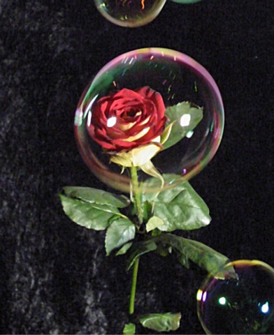 Rose in einer Seifenblase gefangen