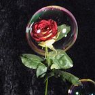Rose in einer Seifenblase gefangen