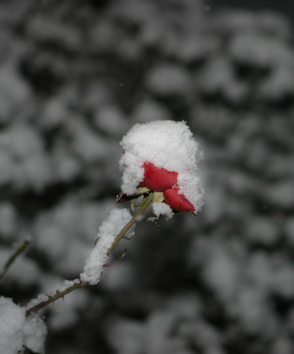 Rose in einer Winternacht