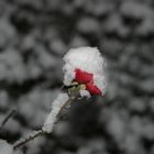 Rose in einer Winternacht