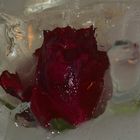 Rose in Eis 14