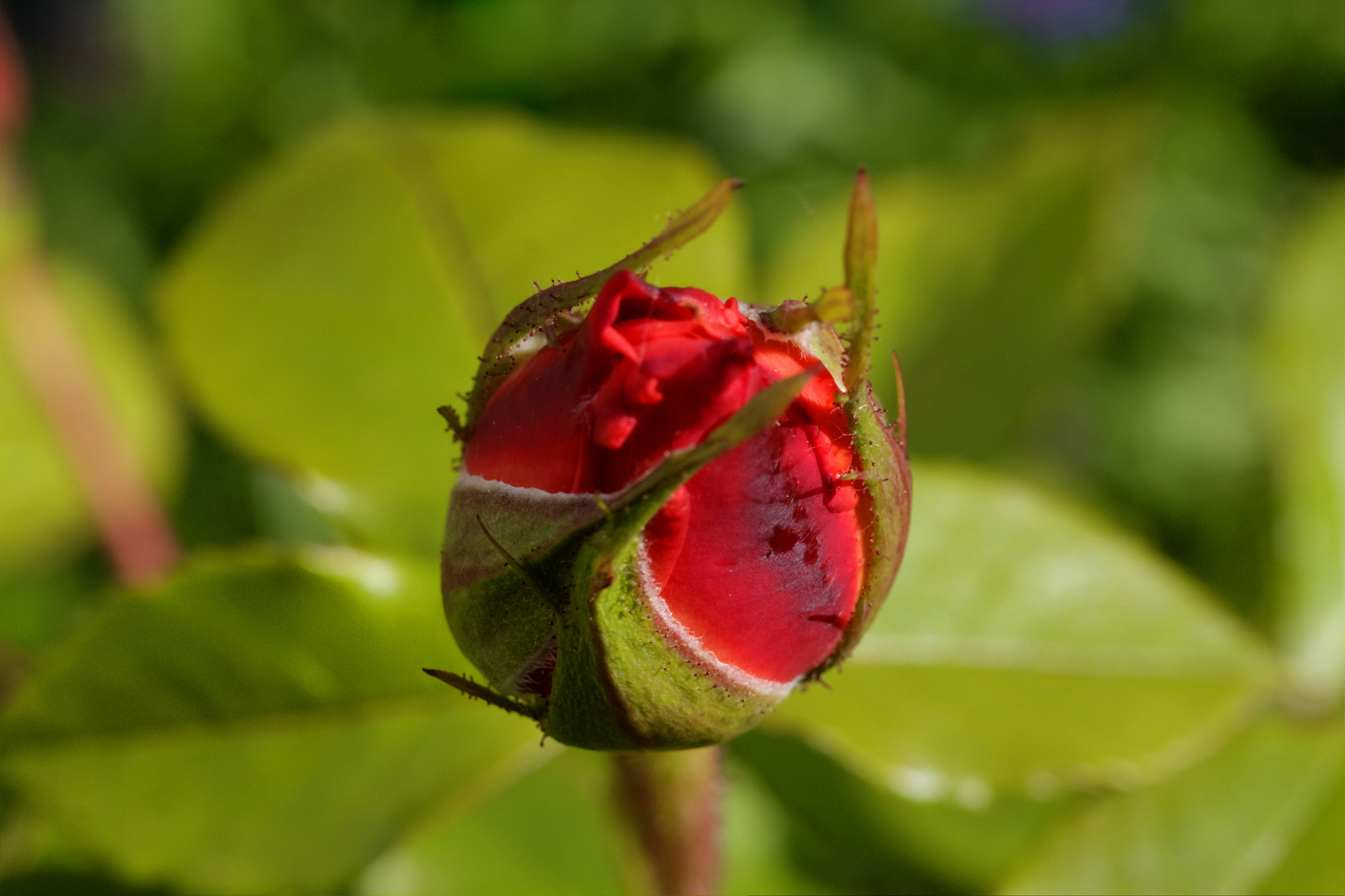 Rose in Erwartung