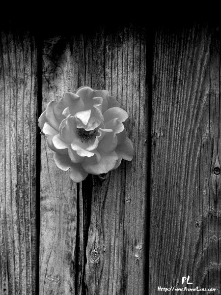 Rose in Fence