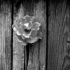 Rose in Fence