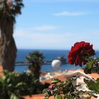 Rose in Funchal