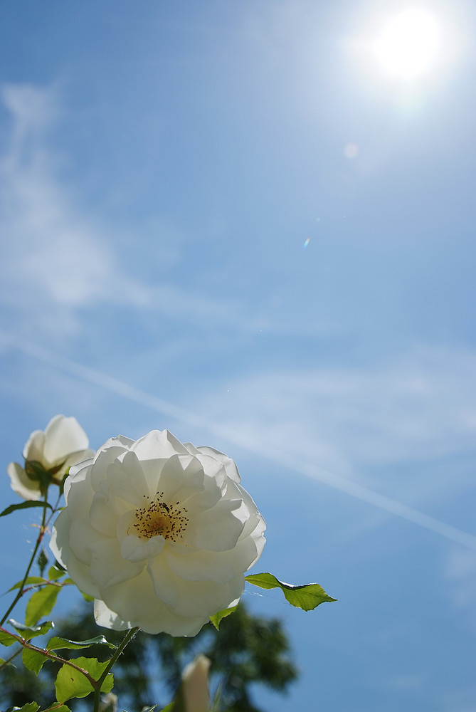 Rose in Gegensonne