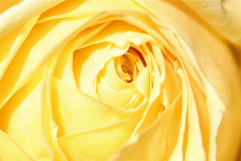 Rose in gelb