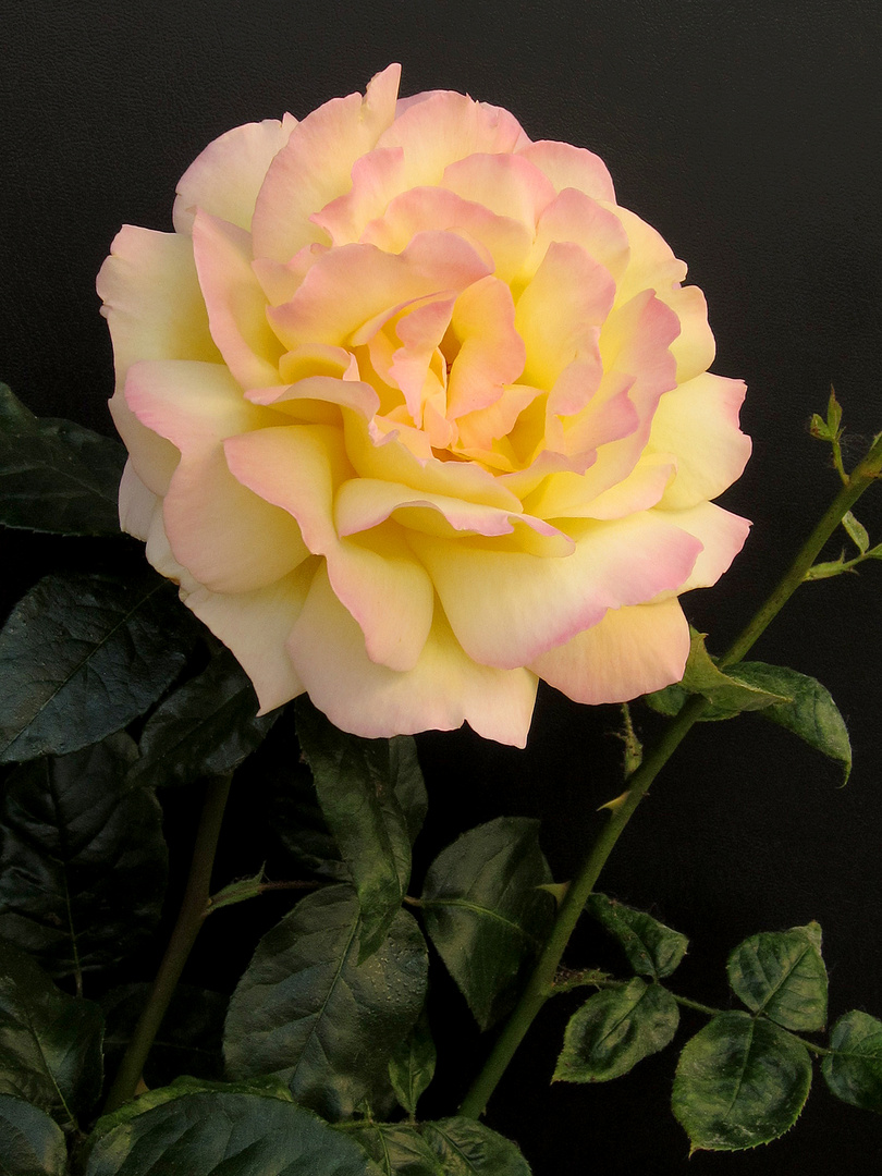 Rose in gelb-rosa