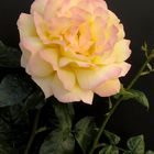 Rose in gelb-rosa
