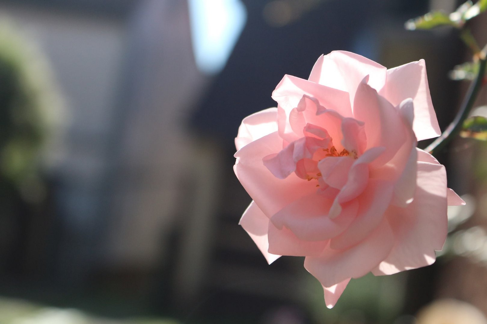 Rose in Gelnhausen, Hessen