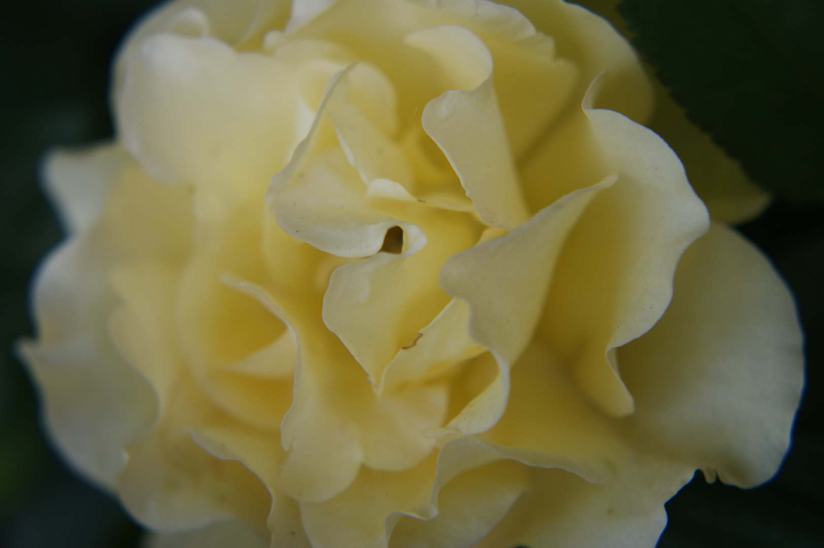 Rose in ihrer vollen Blüte