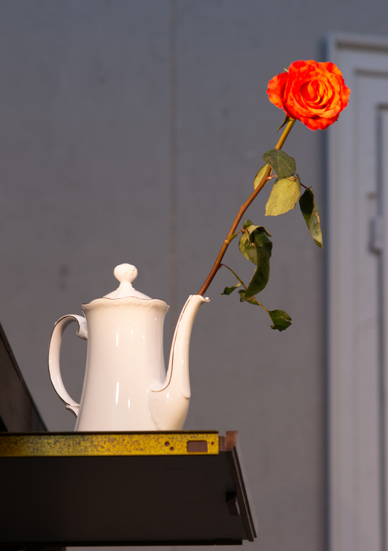 Rose in Kaffeekanne