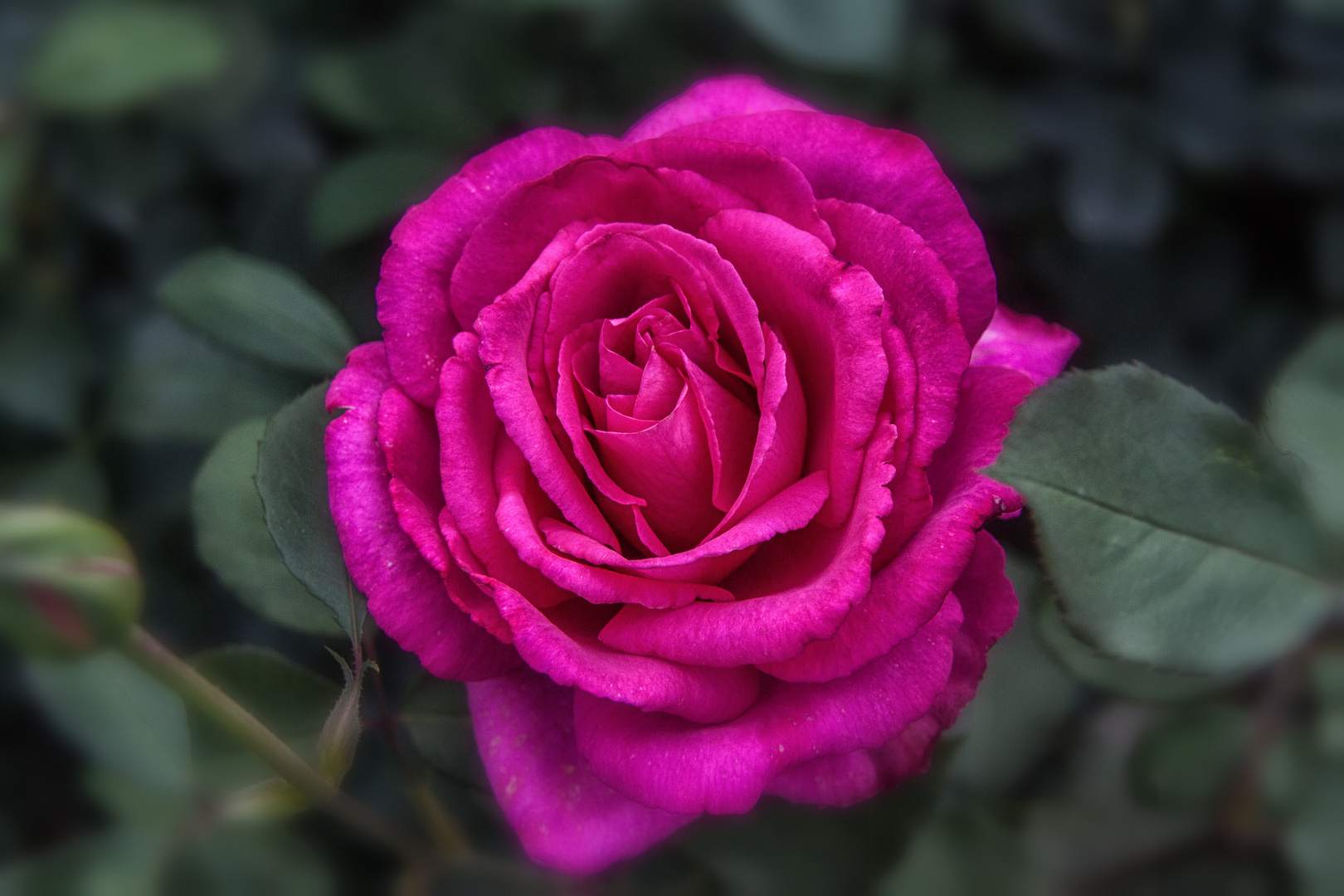 Rose in Knallpink