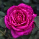 Rose in Knallpink