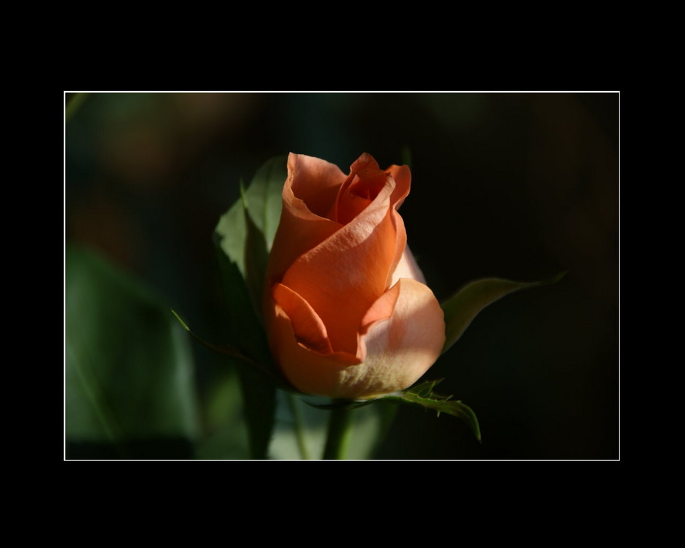 Rose in Licht und Schatten