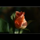 Rose in Licht und Schatten