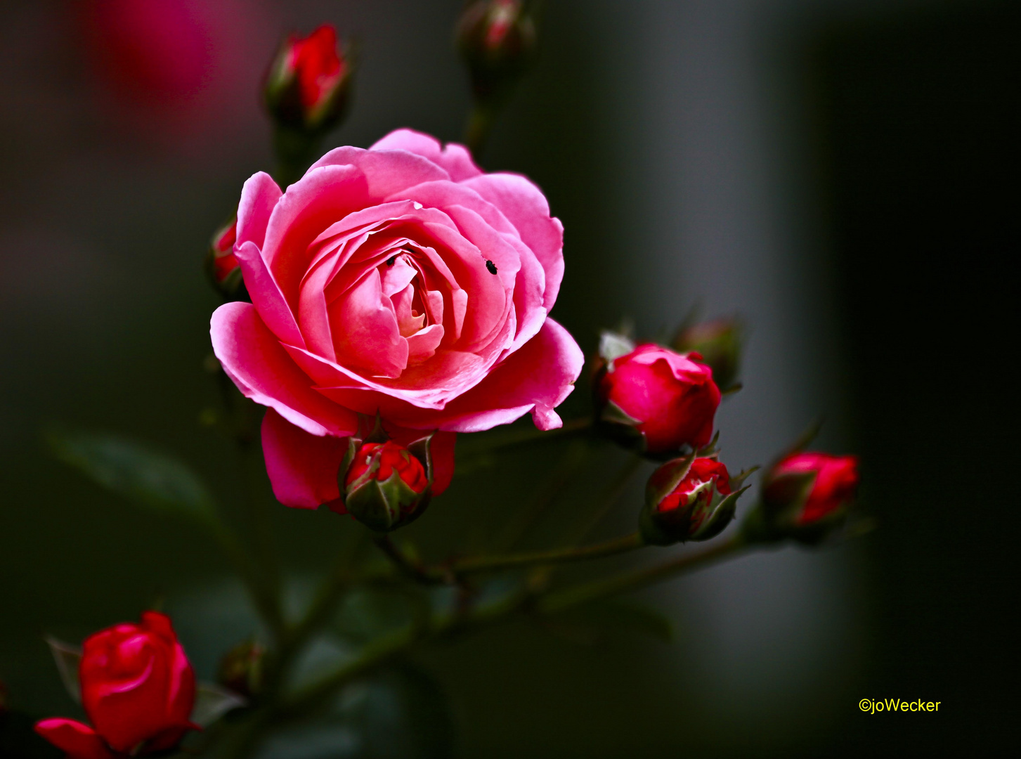 "Rose in meinem Garten"