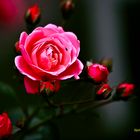 "Rose in meinem Garten"