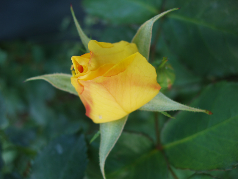 Rose in meinem Garten
