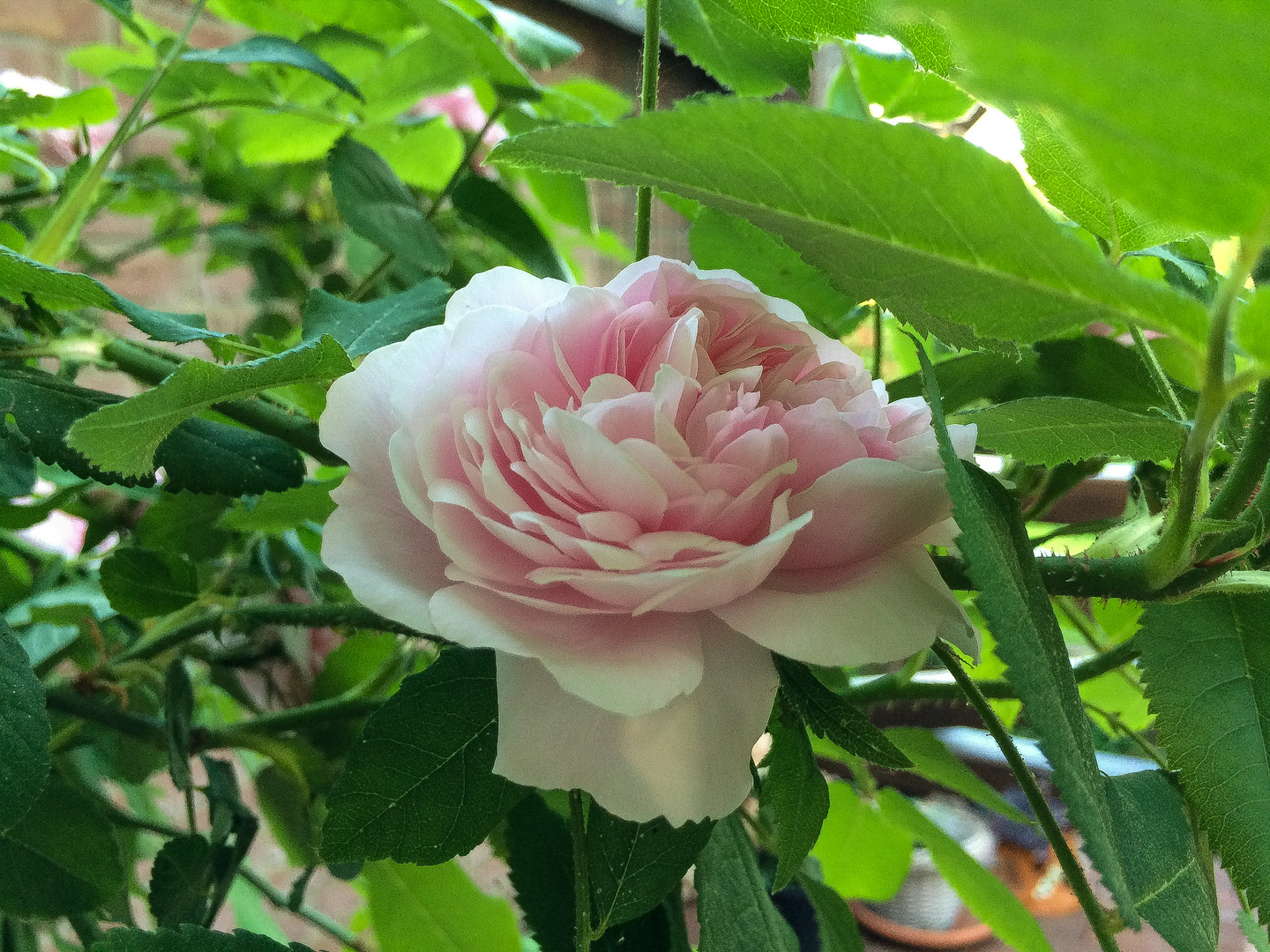 Rose in meinem Garten