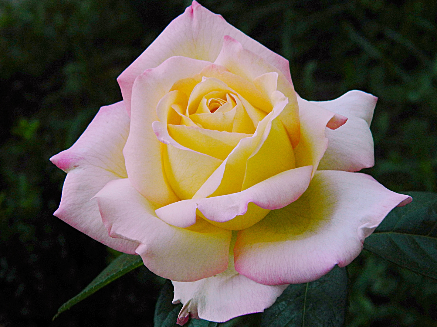 Rose in meinem Garten