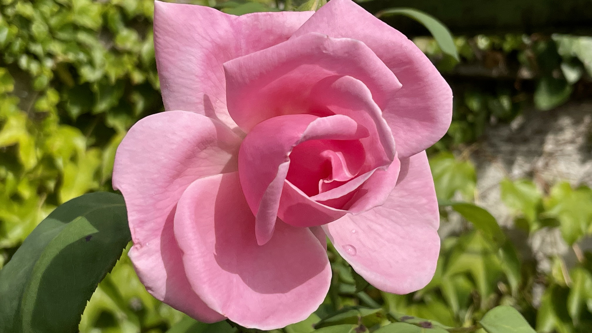  Rose in meinem Garten