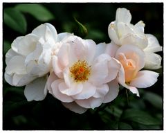 Rose in meinem Garten