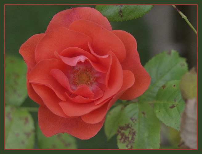 Rose in meinem Garten