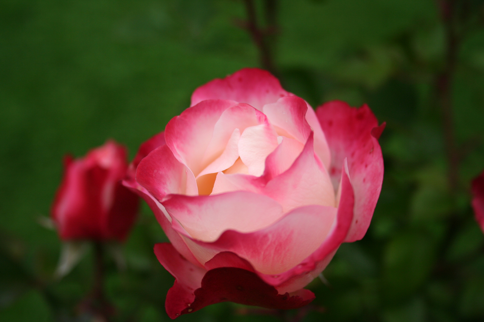 Rose in meinem Garten