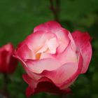 Rose in meinem Garten