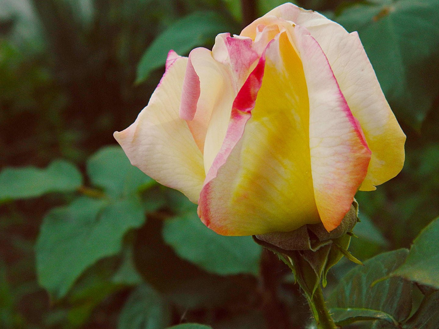 Rose in meinem Garten