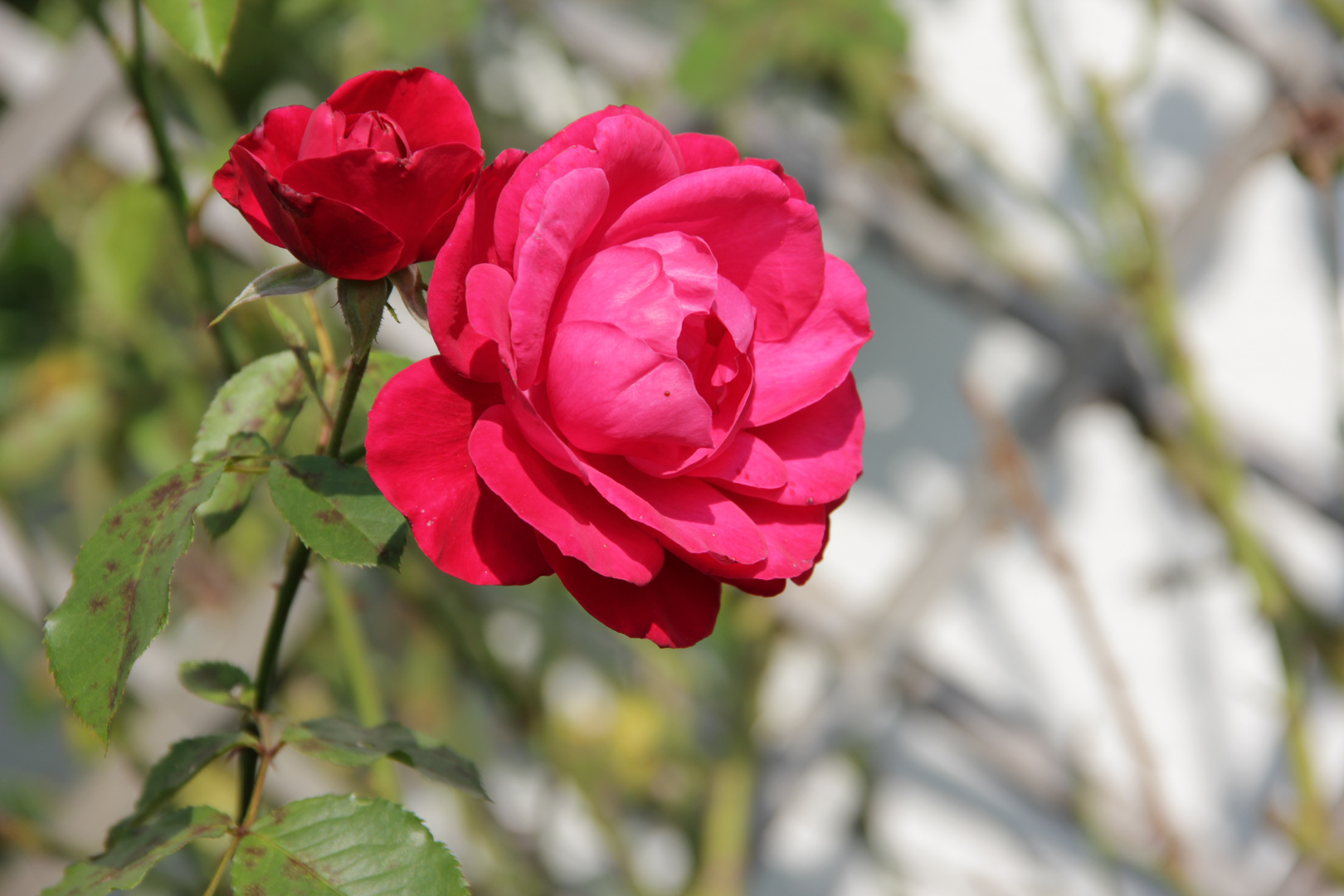 Rose in meinem Garten