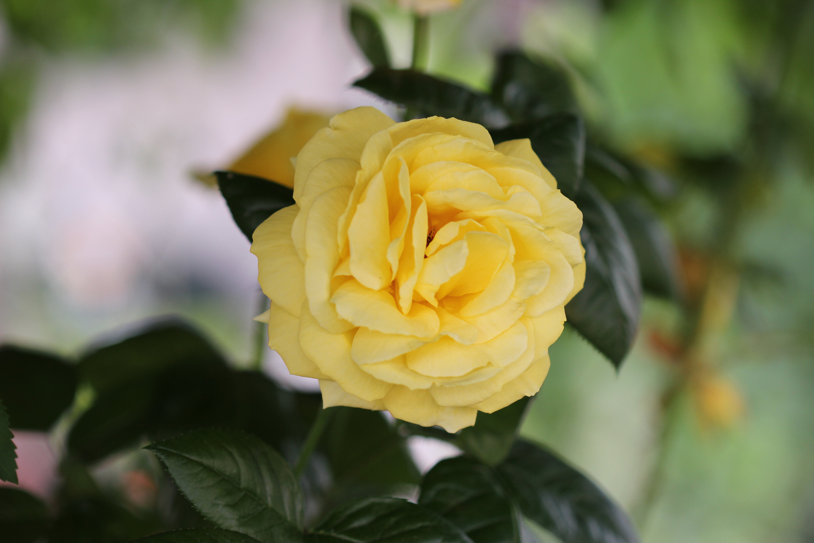 Rose in meinem Garten