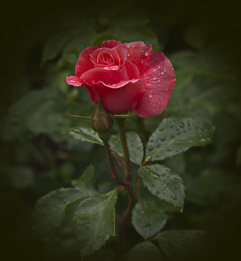 Rose in meinen Garten