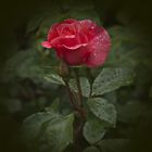Rose in meinen Garten